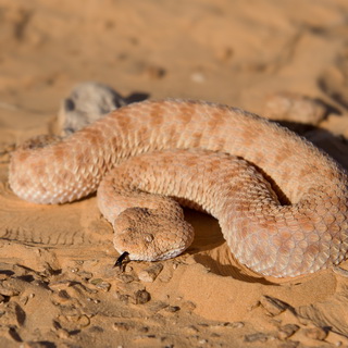 Sand viper